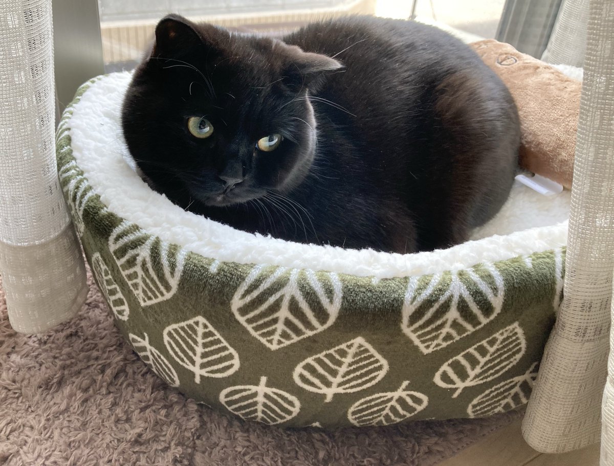 額 女豹に黒猫 誰よ世界で最初に「黒猫は不吉だ」とかいい加減なこと言ったの