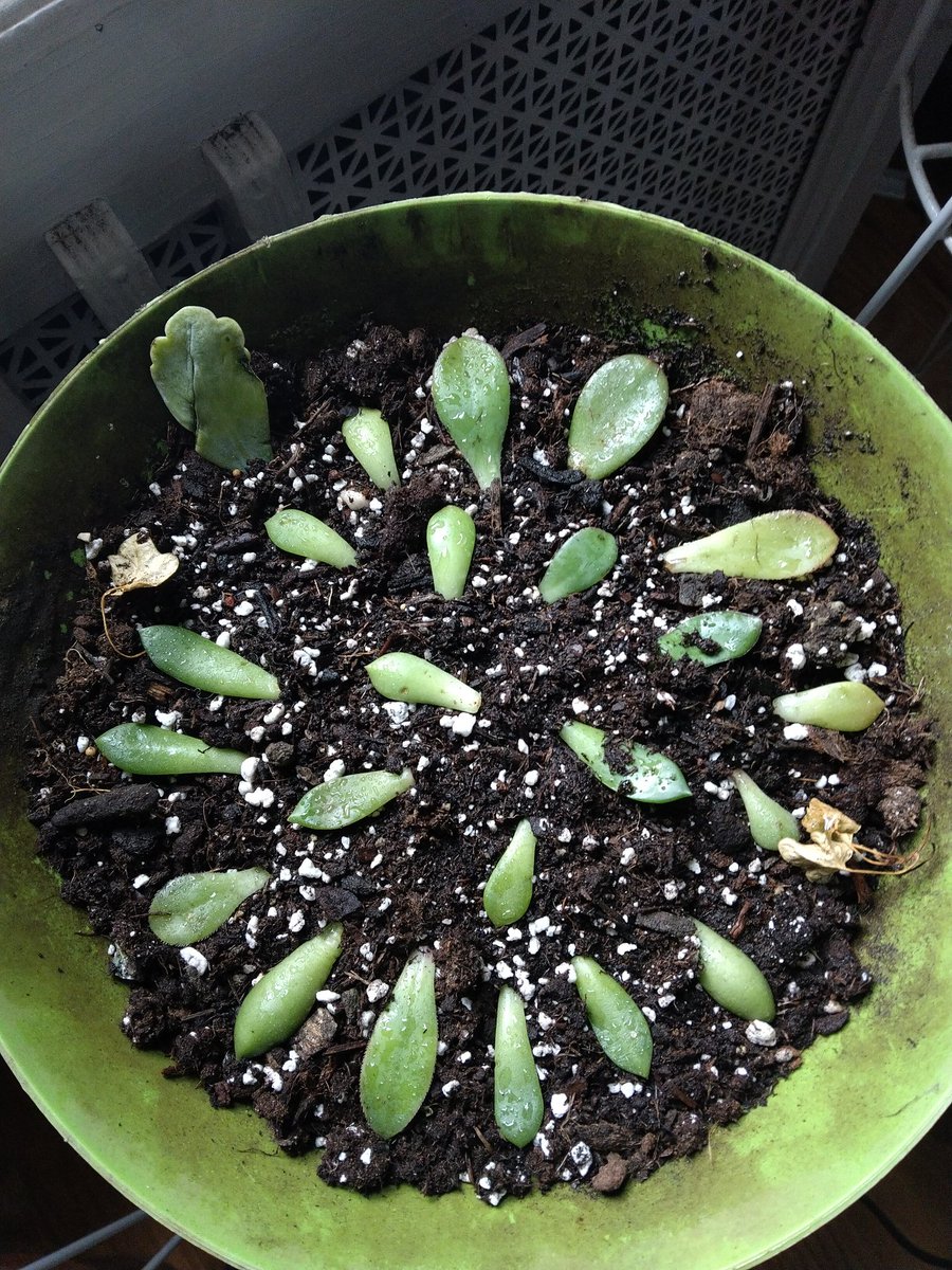 JanksOddsEnds's tweet photo. Growing succulents from clippings 🤞 #plants #SaturdayVibes #succulents https://t.co/LrVDpUgvOS