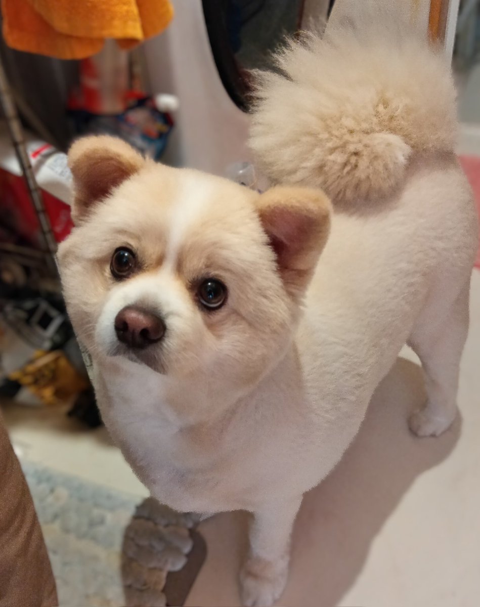 ゴン太　画像1 + 3 + 9 ゴン太