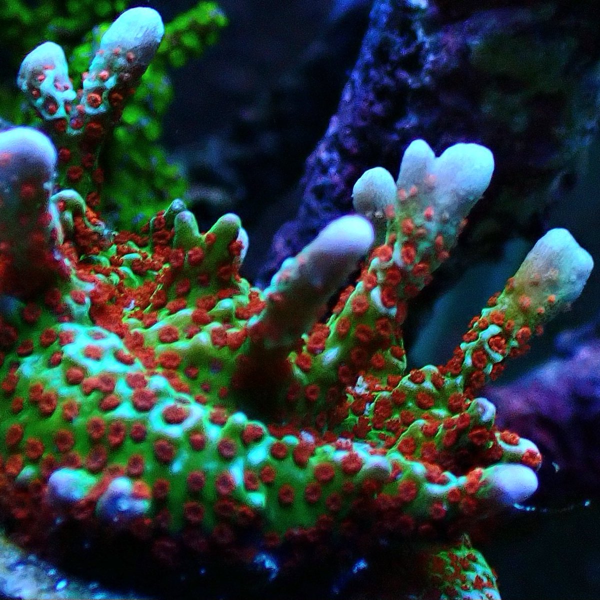 KYOUYA CORALS (@kyouya_Coral) / Posts / X