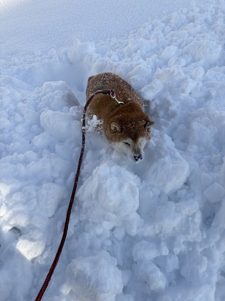 ブラックバード (@blackbird0404) / Posts / X