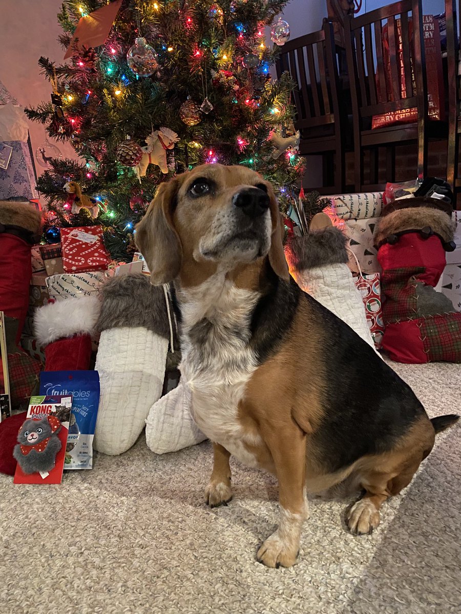 Merry belated Christmas! #Beagles <a href="/beaglefacts/">Beagle Facts</a>