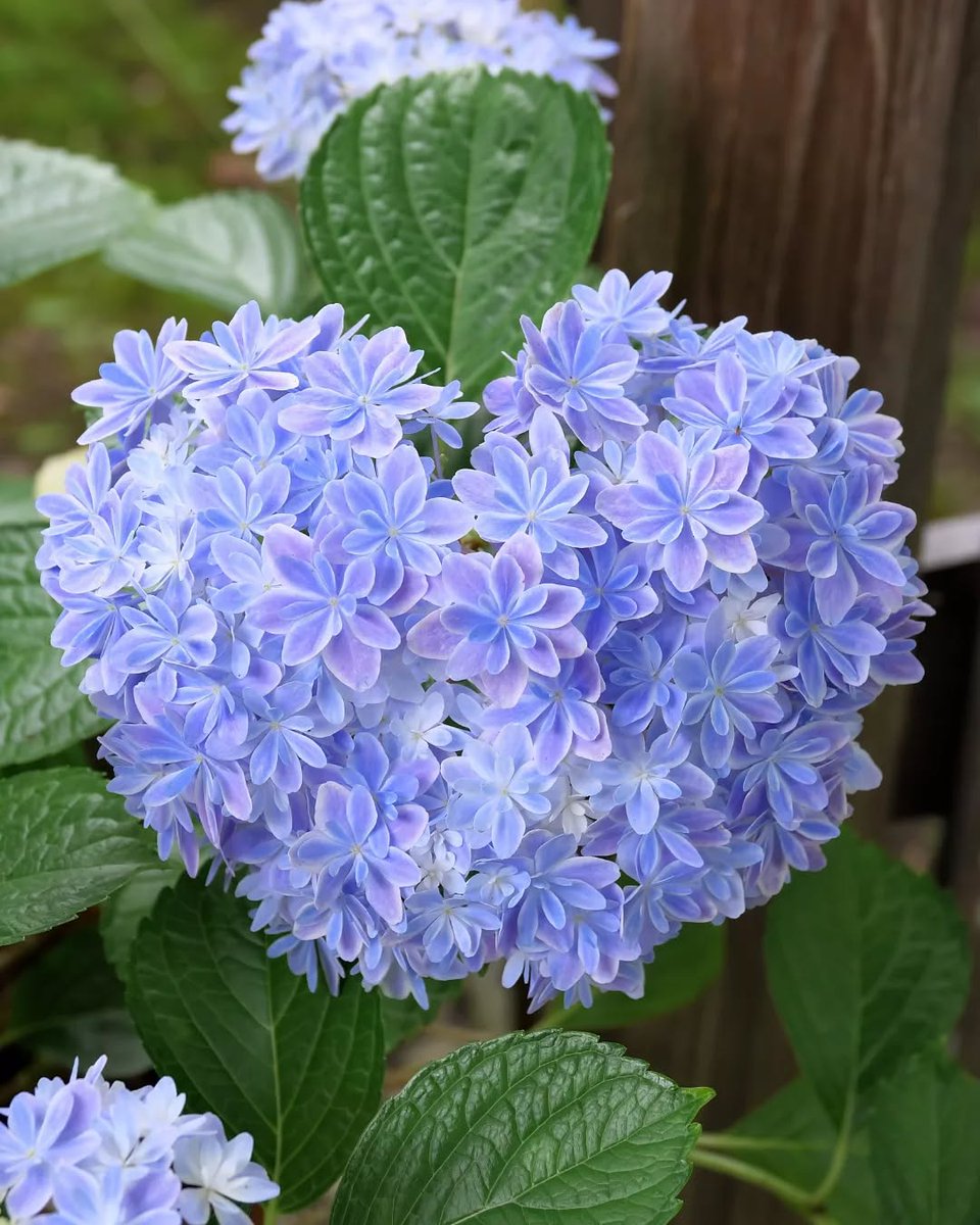 ❀kazu❀ My Flower choice ❀ Hydrangea With kaleidoscope flowers Fukuoka