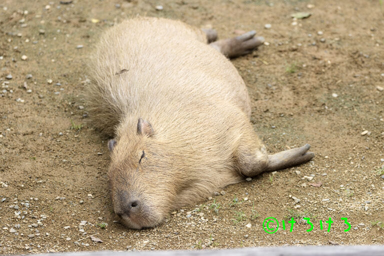 カピバラページ 赤ちゃん5頭誕生！ 世界最大のネズミ「カピバラ」のほっこり姿 愛知