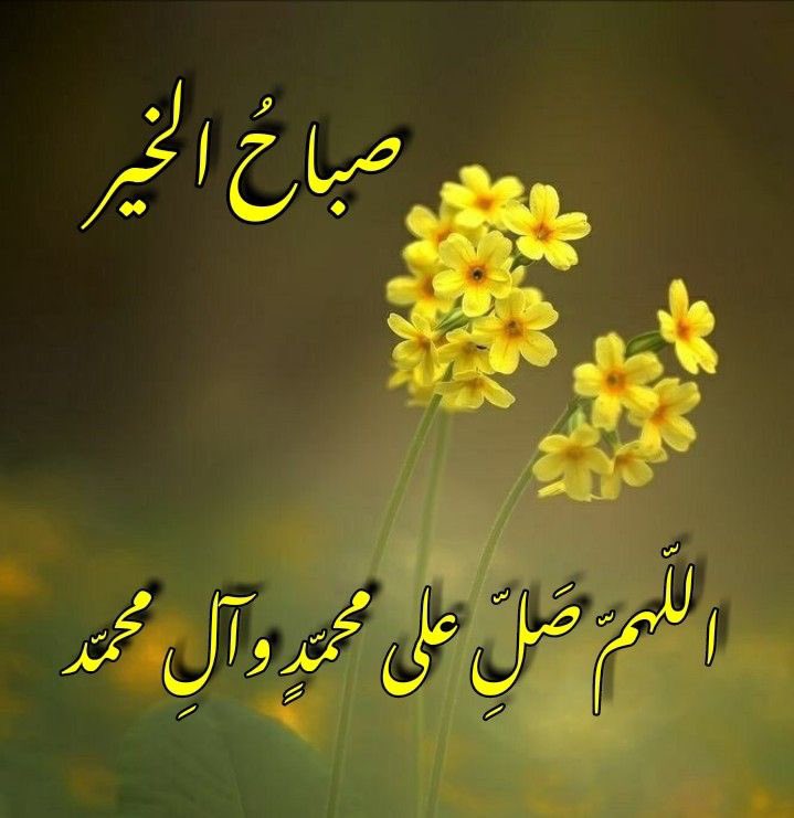 حمامة السلام🕊 tweet media