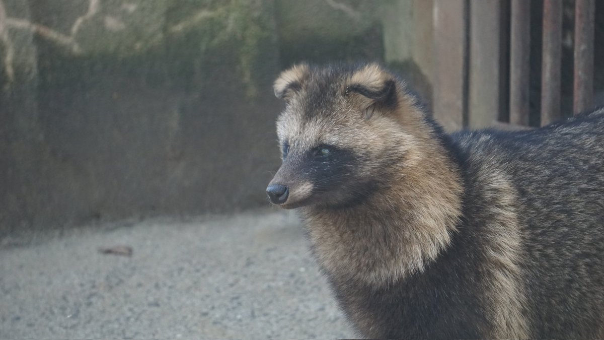 今日もタヌタヌしやす。