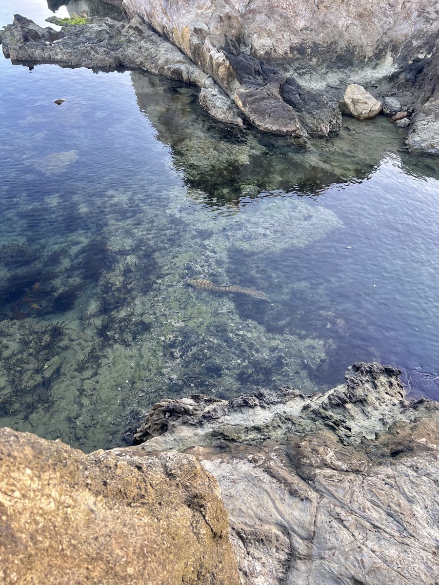 moaton's tweet image. ウツボいた