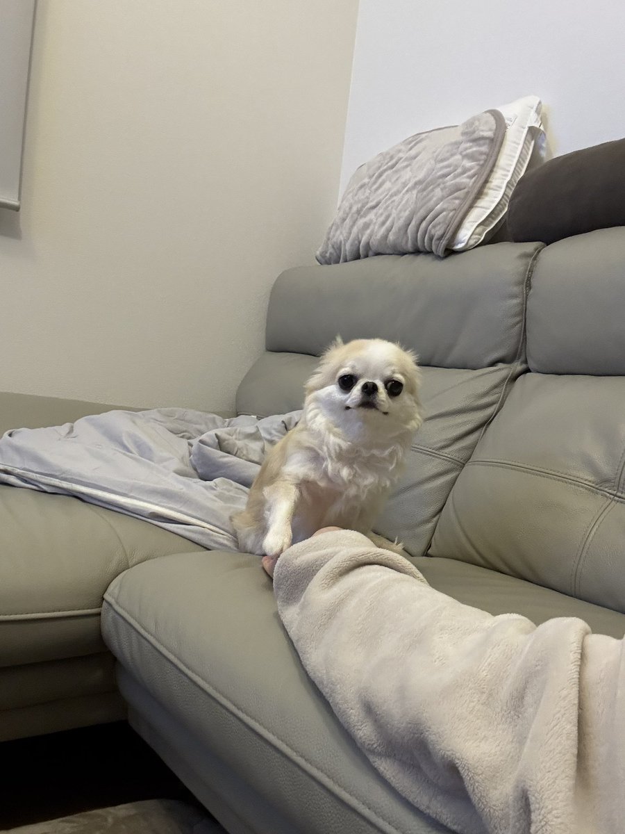 うめ(犬)親管理 (@chihuahua_ume) / Posts / X