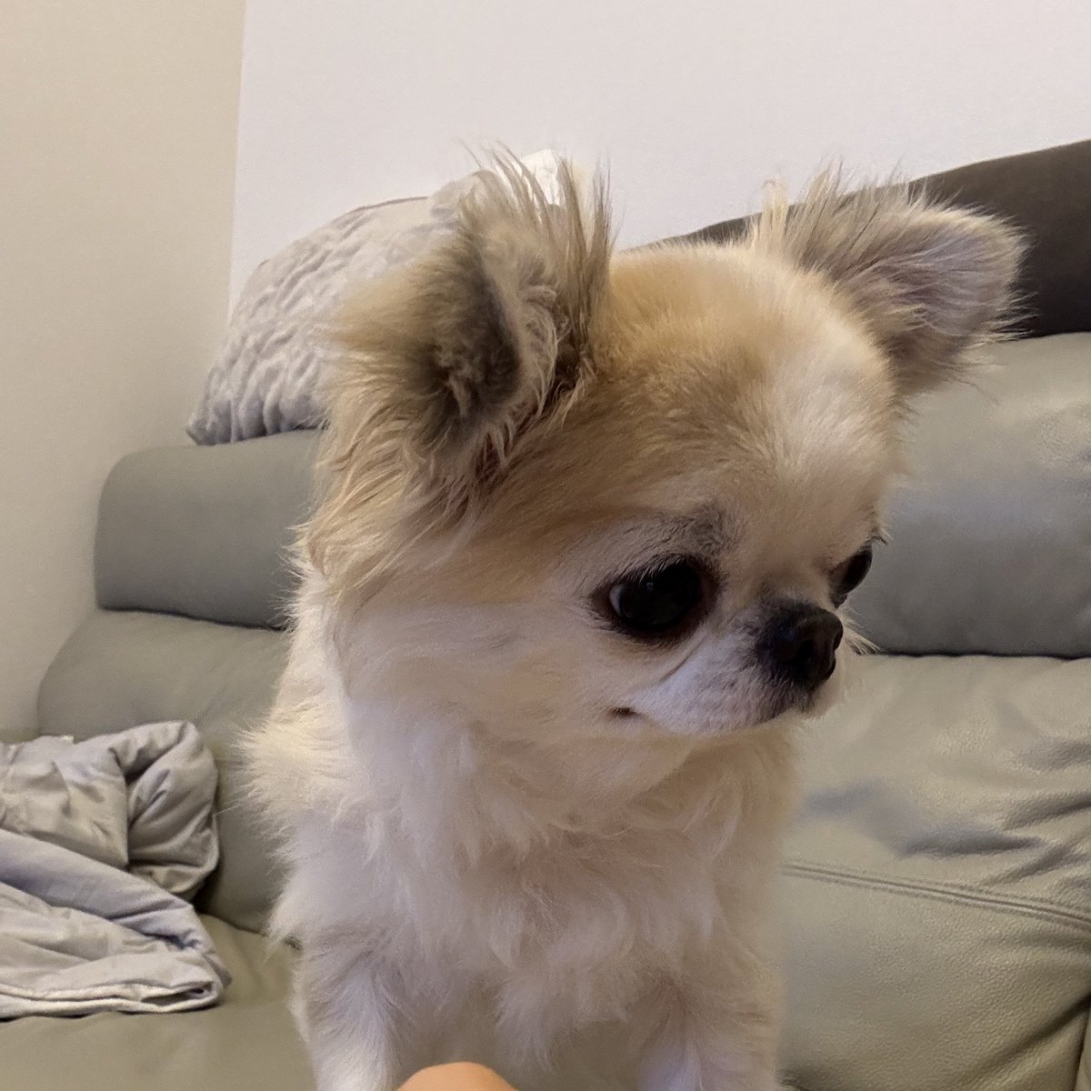 うめ(犬)親管理 (@chihuahua_ume) / Posts / X