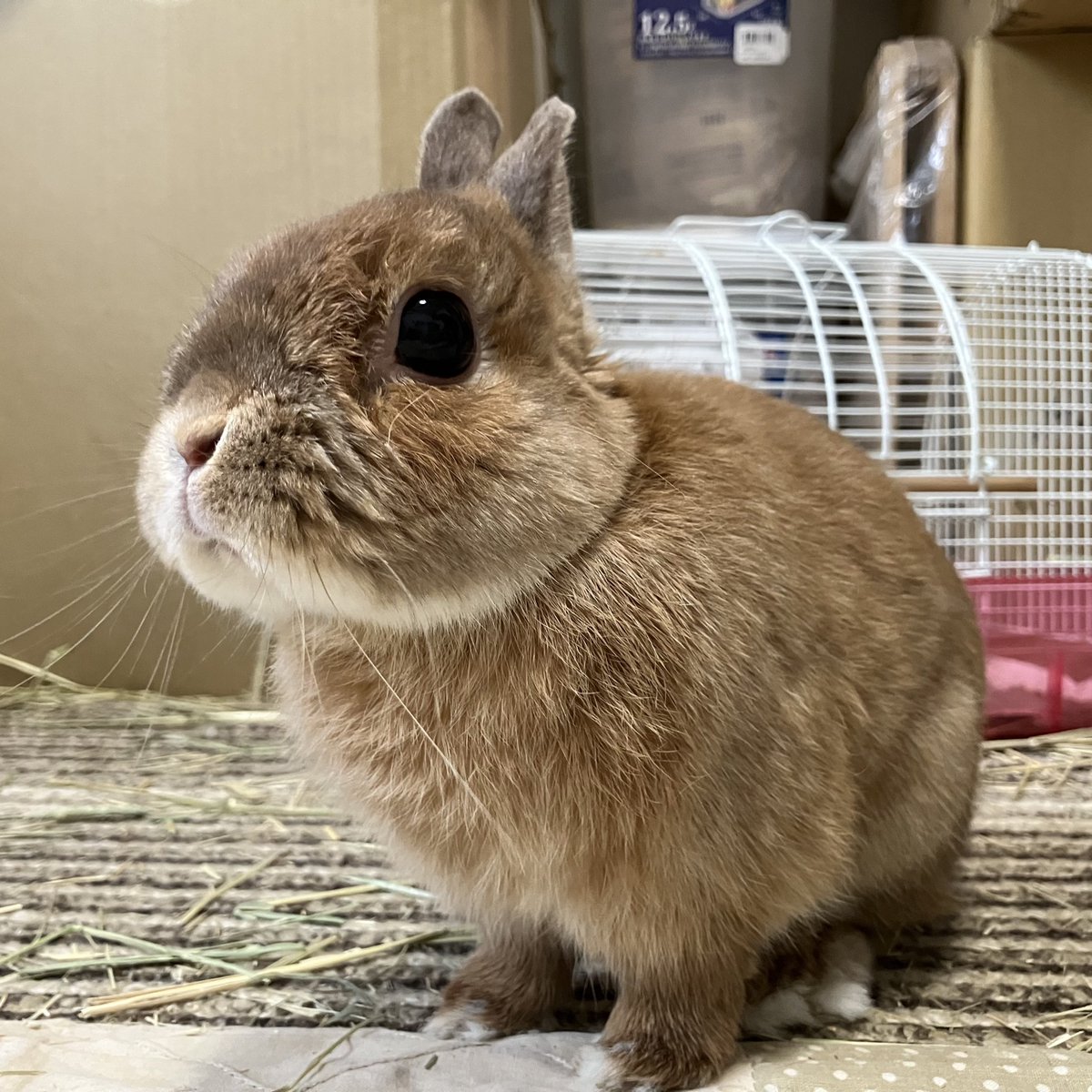 おはようさぎ #うさぎ