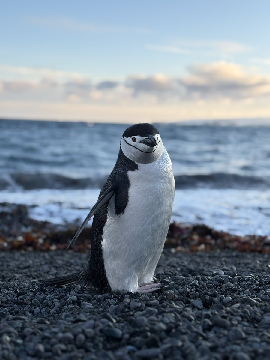 sofisall's tweet image. 🐧❤️