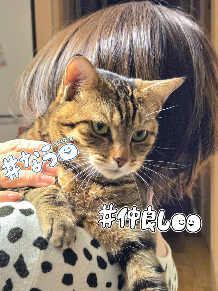 神戸のにゃん(にゃん改め) (@K615Sweet) / Posts / X