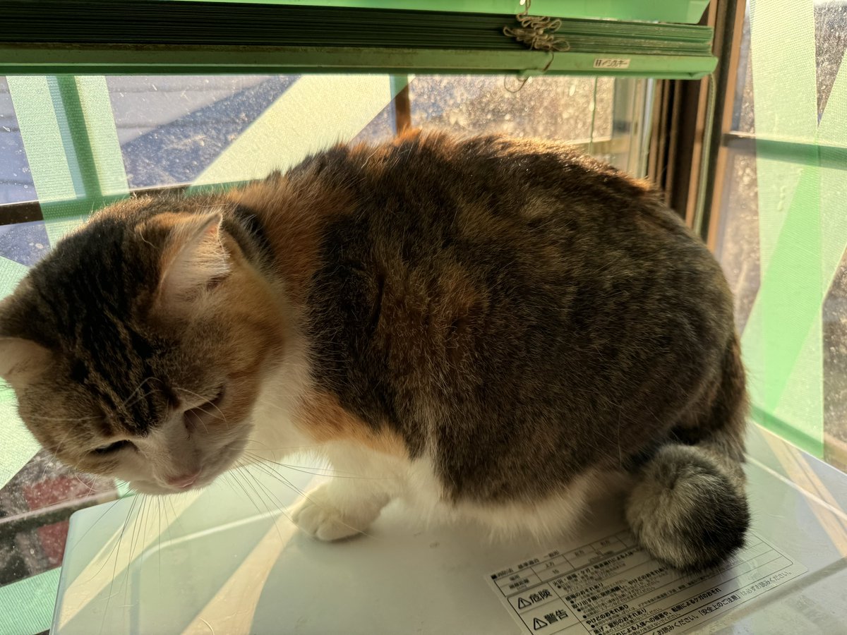 実家のデブ猫がさらにデブになってた！ 写真で撮りにくいけど、6kg超えてた