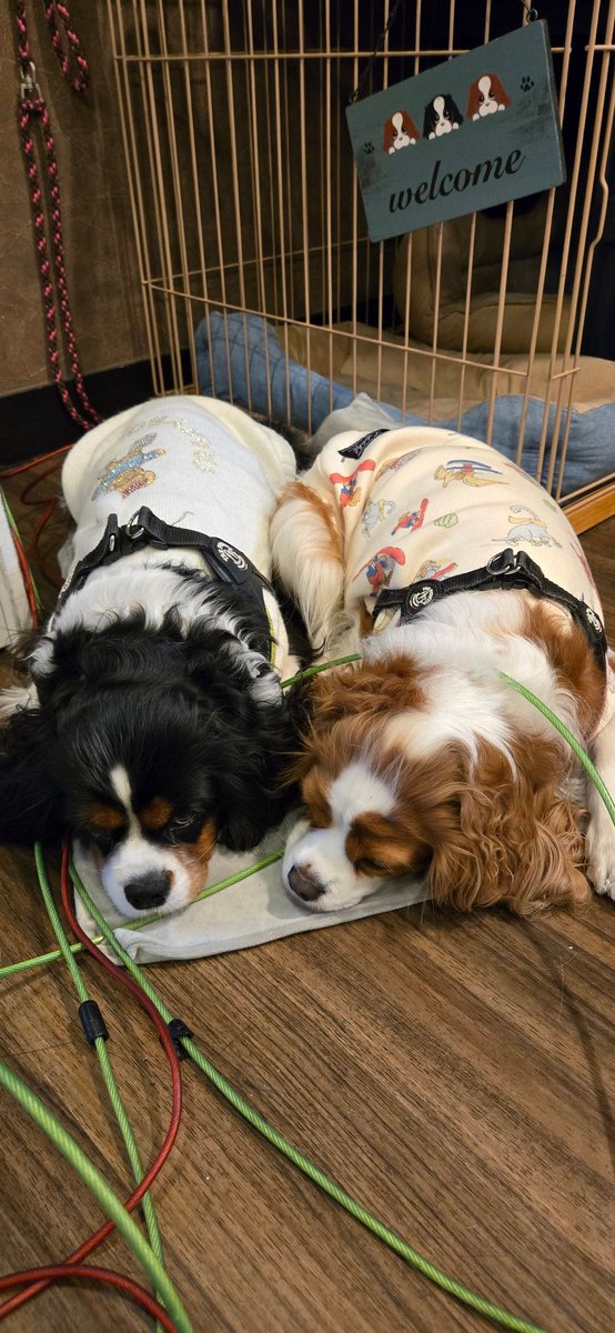 ラモちゃん様　ご相談 eplb0n5b4qt.jpg?v=18