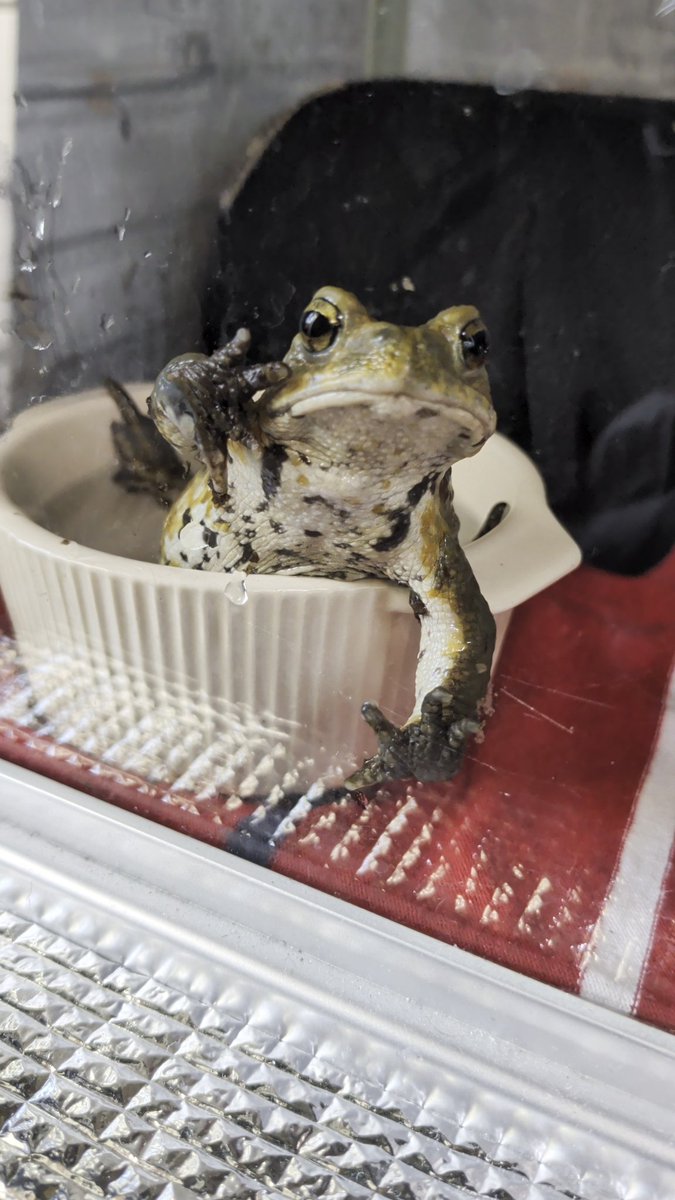 武蔵 (@Y6qSJme2tt9qd23) / Posts / X