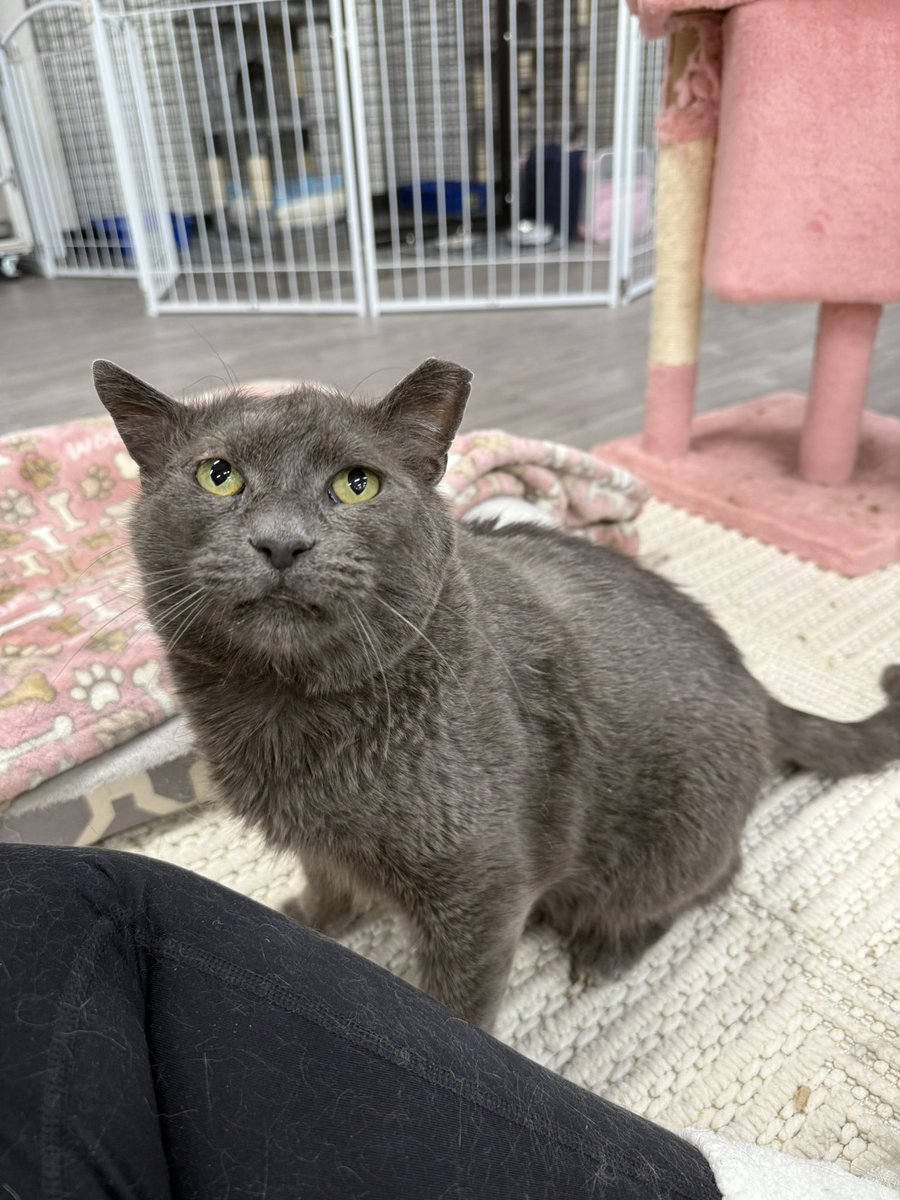 feederofcats's tweet image. goodnight from James Graybie the chonk