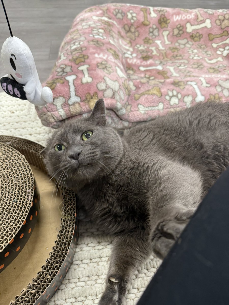 feederofcats's tweet image. goodnight from James Graybie the chonk