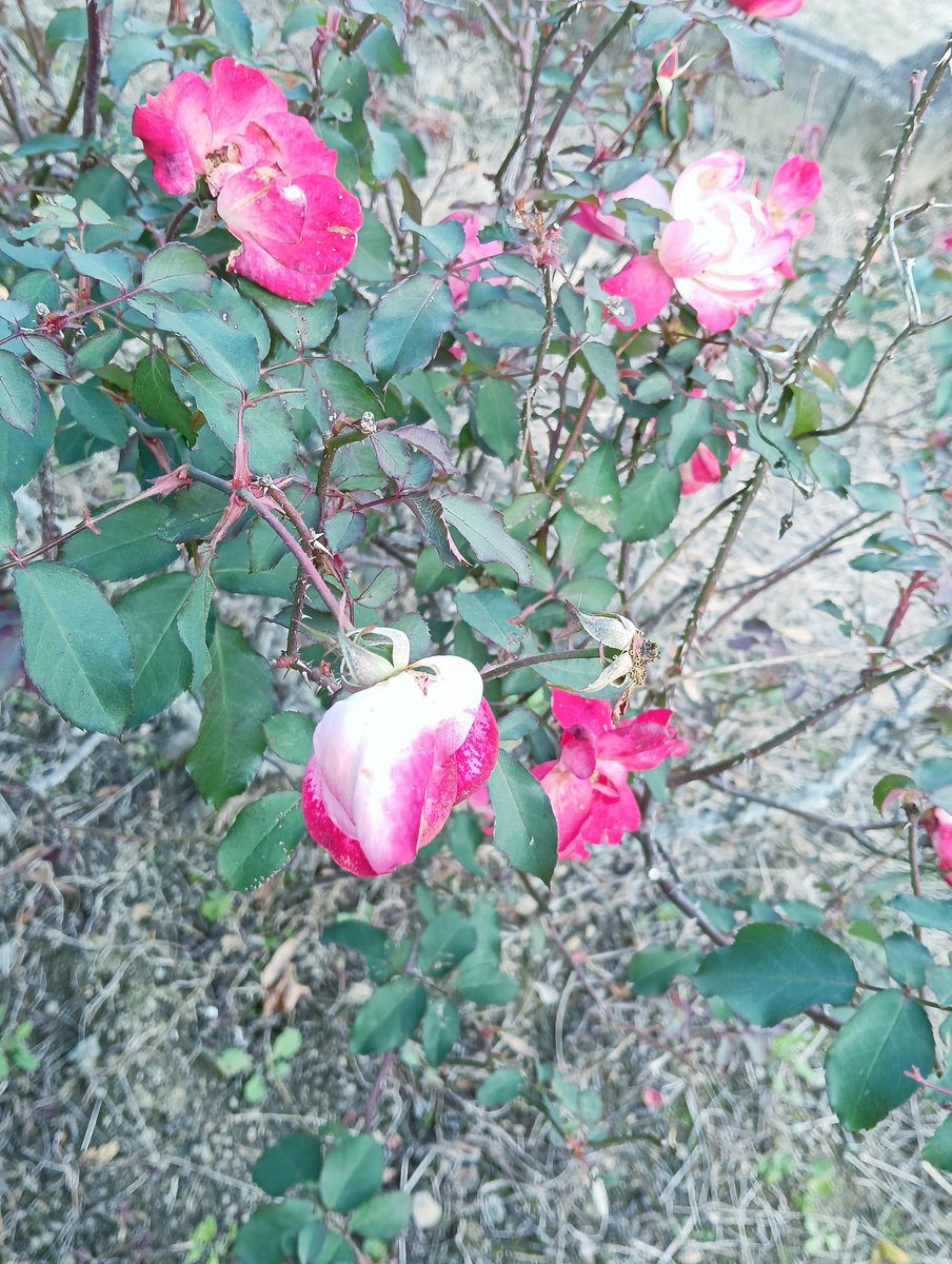 cafe_kaebi's tweet photo. life https://t.co/1YvYYdV7nA