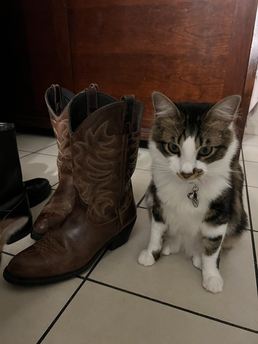 yethirski's tweet photo. He’s a cowboy boot tall https://t.co/xGWJXwOZWd