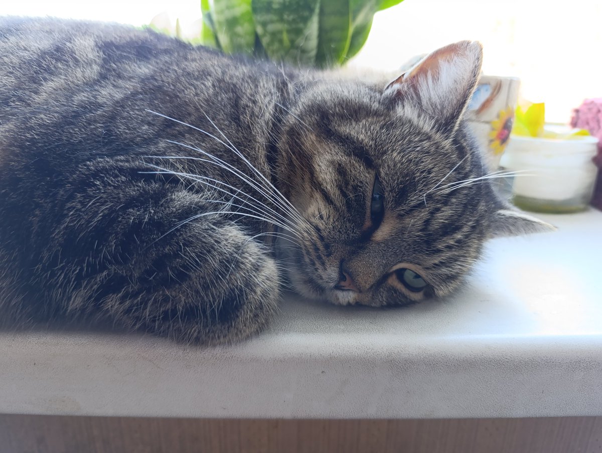 Gradoboefff's tweet photo. @vvvshark Жора теж сумненький https://t.co/MOlU2aHIxF