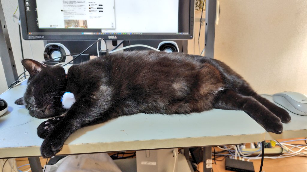 ちびにゃん🐈さいたま (@chibinyan_saita) / Posts / X