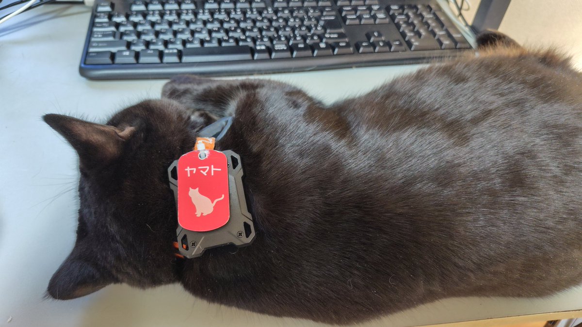 ちびにゃん🐈さいたま (@chibinyan_saita) / Posts / X