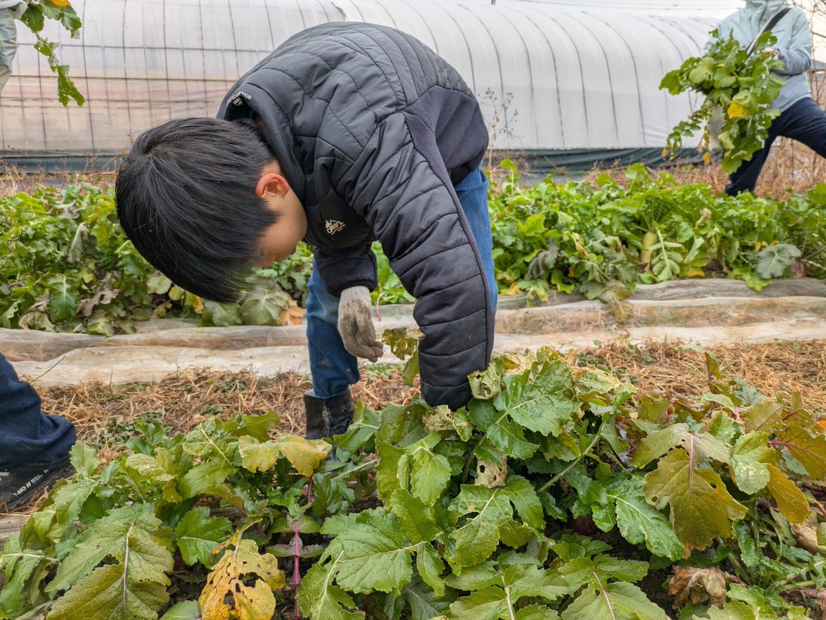 NpoChanceforall's tweet photo. ＼冬野菜収穫体験に行ってきました！／

先日、いつもお世話になっている農園で、冬野菜の収穫体験を行いました。

土に触れ、香りを感じ、音を聞き、味わう――五感を存分に使って楽しんだ冬野菜収穫体験となりました。

#体験が人を育てる 
#学童保育

記事はこちら▼
https://t.co/7zrsj39r3N https://t.co/IAlQ0PA9Zg
