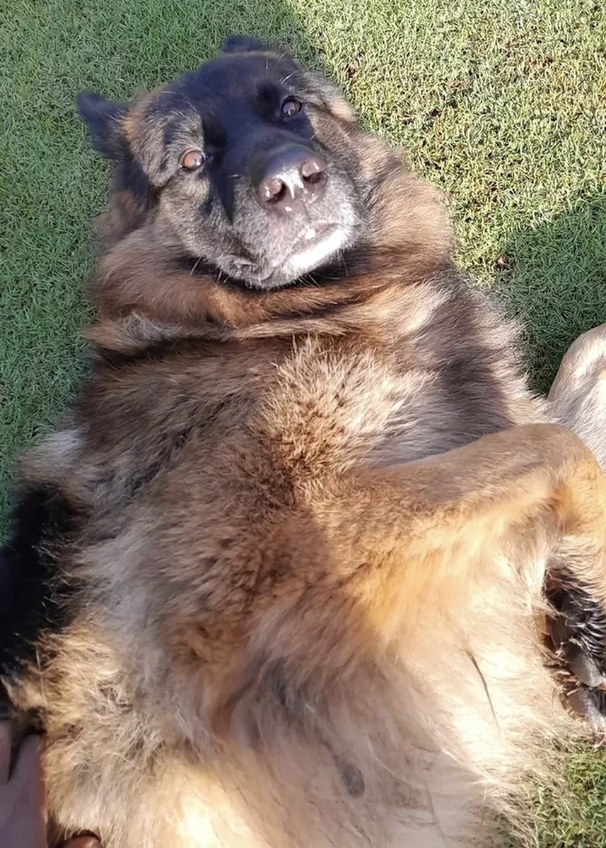 drfix_it27's tweet image. Bosco🥳