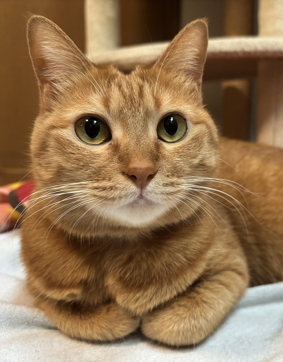 猫のミイがわが家へ来て6年になりました。

子供の通知表のクラス係欄に「猫係」とありまして、猫の素晴らしさを毎週パワーポイントを使い発表する係だそうです。楽しそう…