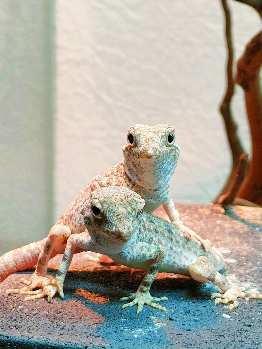 カータートゲオヤモリ

㊗️
君たちさっきまで踊ってたでしょ💃🕺