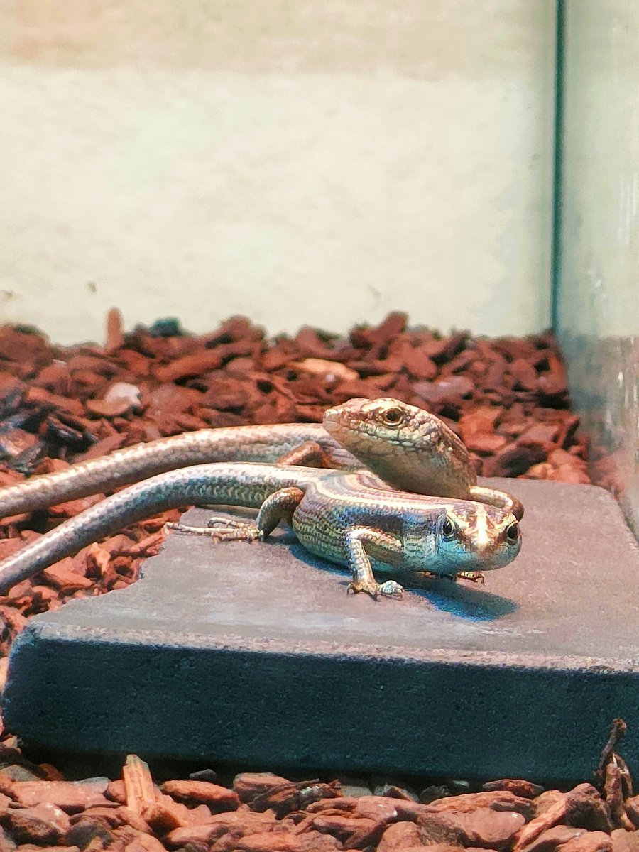 Emoia caeruleocauda

真正面のお顔立ちに愛嬌が溢れているお雌さんと横顔渋めなお雄さん