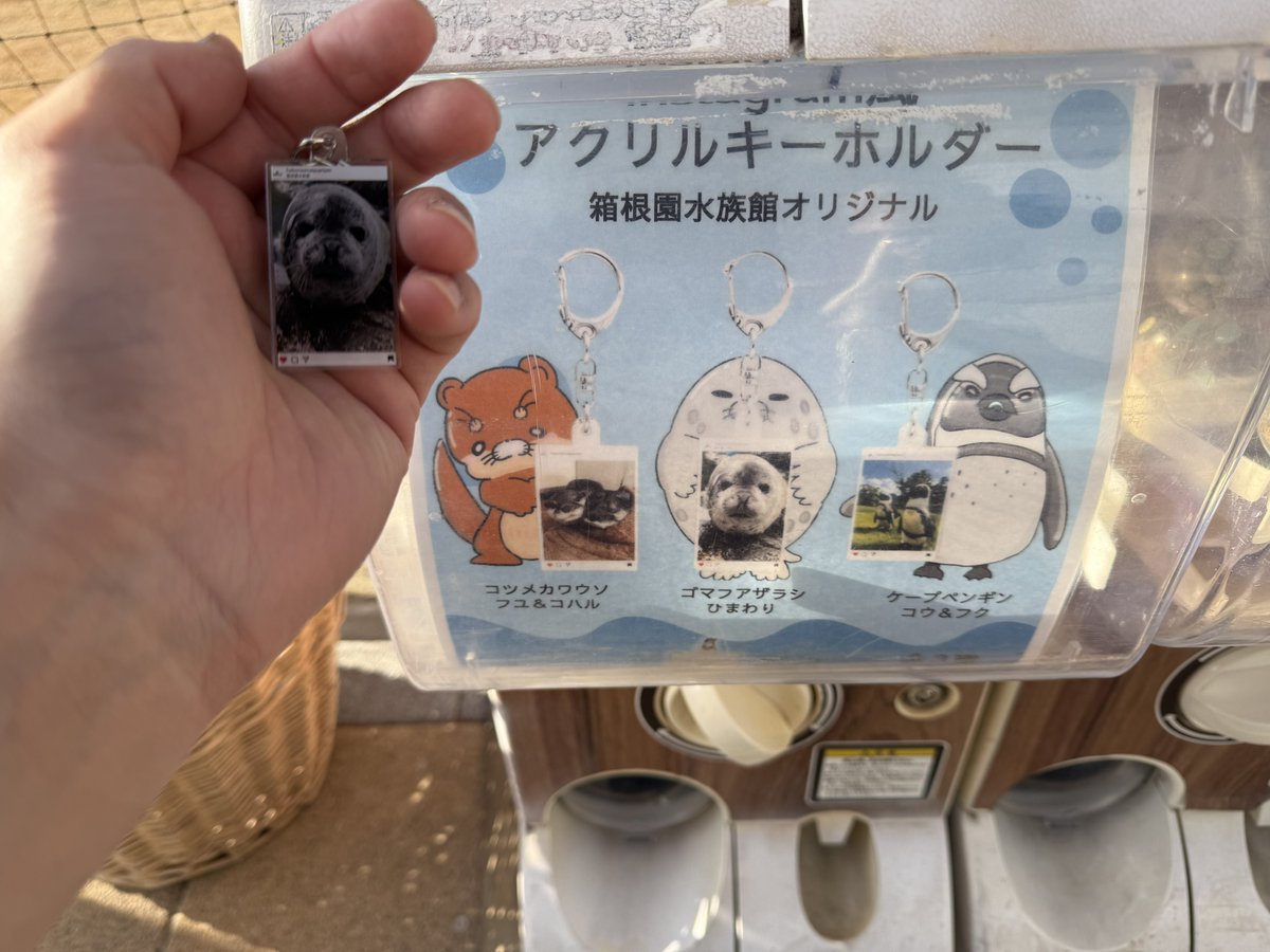 ひまちゃん出品 1回でひまちゃん出てきた🌻🦭🥹