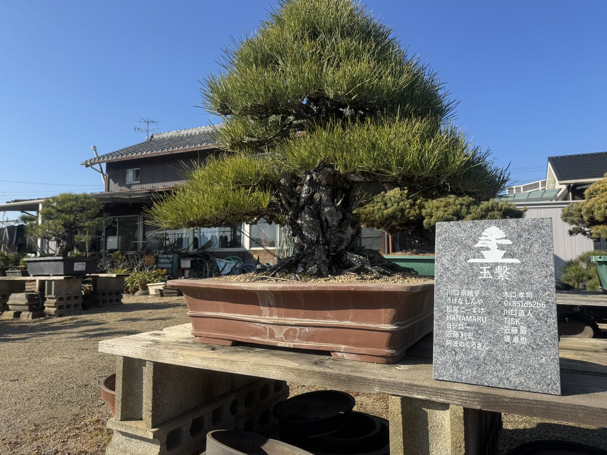 盆栽マン｜パトロンNFT (@bonsaiman_nft) / Posts / X