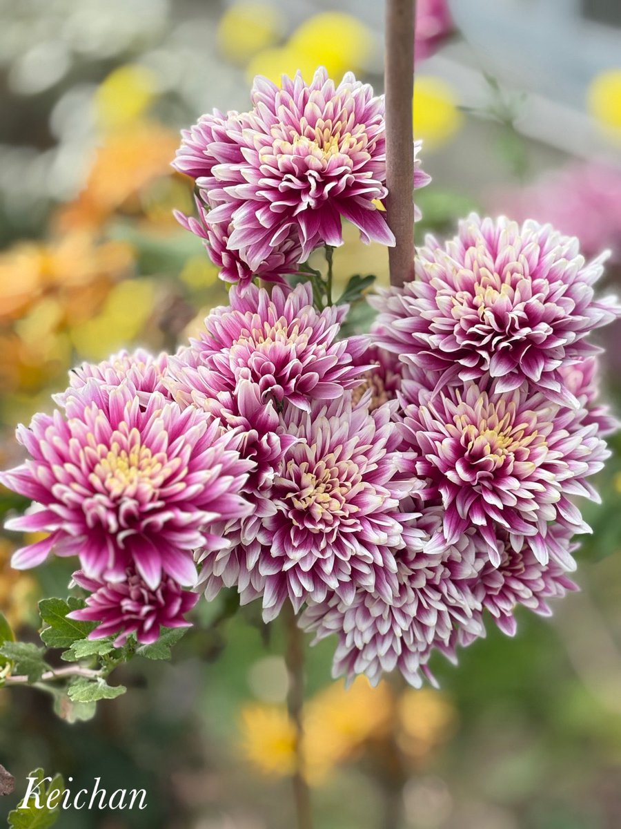 けいちゃん (@k1222_keichan) / Posts / X