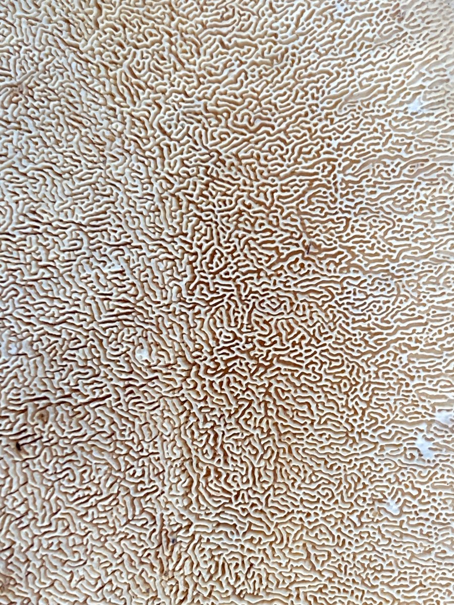 RawDetox's tweet photo. Lumpy Bracket (Trametes gibbosa) related to Turkey Tail (T. versicolor). Known for their immunomodulatory and anticancer effects. Cut into small pieces and boiled to access their beneficial compounds. https://t.co/SXeBISRKLH