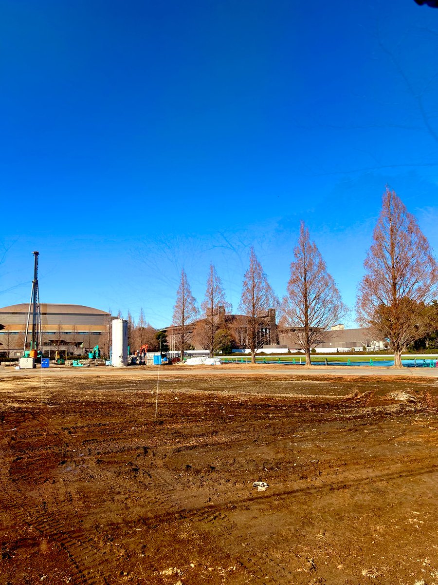 メタセコイヤ並木・抜根日程です…