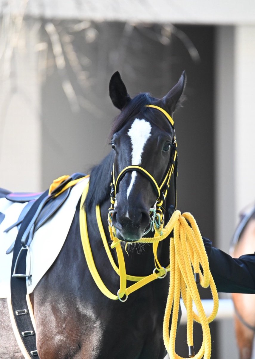 スペシャルウィーク血族馬 阪神2R 2歳未 ⑬リサシテーション