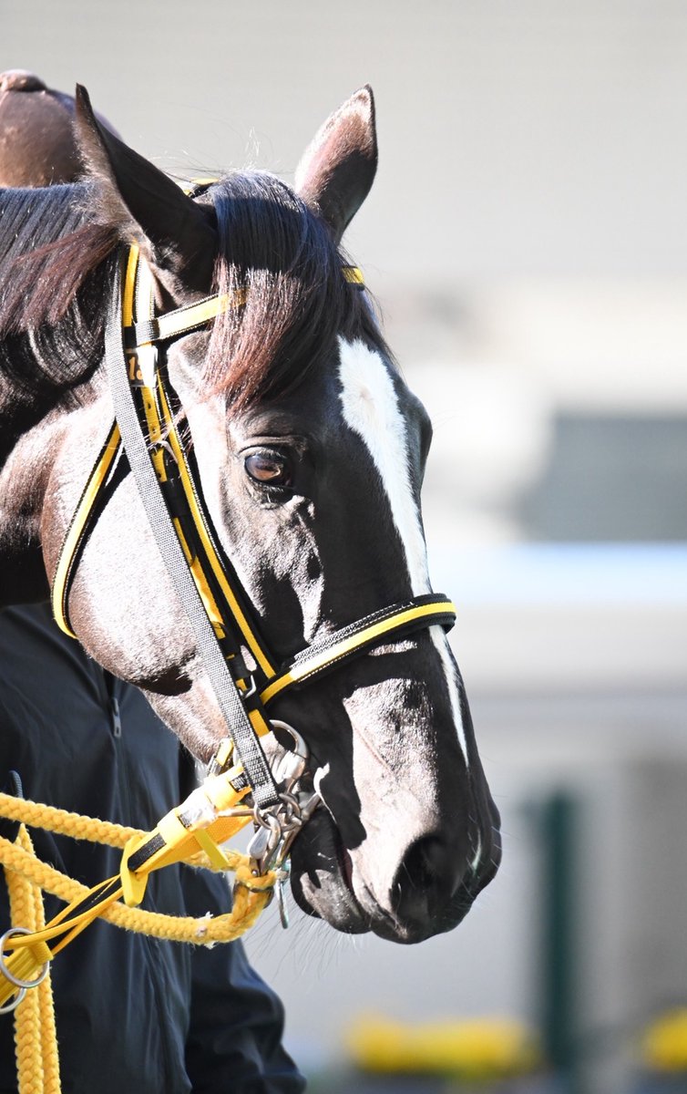 スペシャルウィーク血族馬 阪神2R 2歳未 ⑬リサシテーション