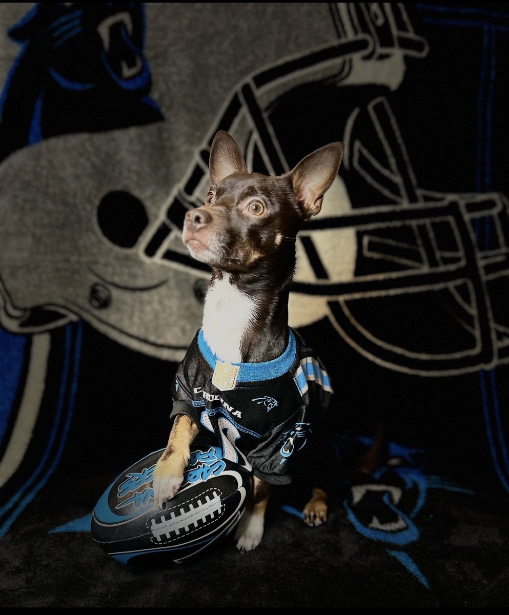 Blockhead7789's tweet photo. @Panthers my boy Mac is ready for war tomorrow #KeepPounding  #PanthersvsSeahawks @NFL https://t.co/mZO3hmVZ8E