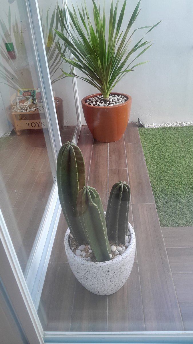 Tadinya mau pelihara sanseviera tapi yg di deket rumah lg kosong yg daunnya tebel wkwk. Anw, jadinya milih kaktus. Thank you bang <a href="/Varputra/">Yoga</a> buat konsul tanemannya