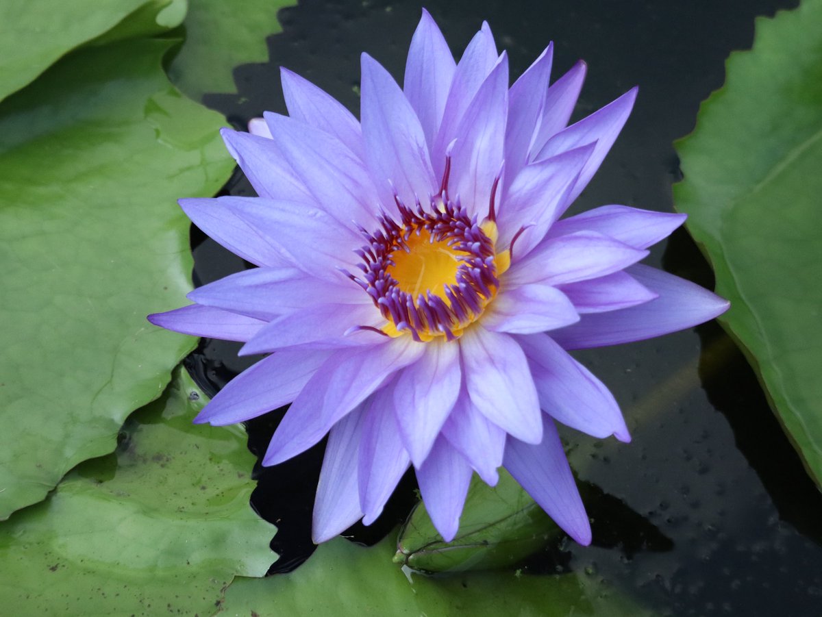 きららゆらら✨🌺2 (@11kirarayurara) / Posts / X