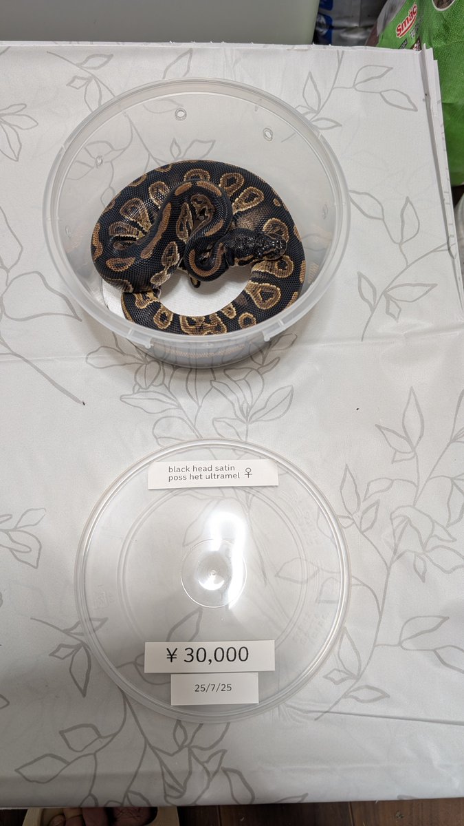 stellarium0721's tweet image. blackhead satin poss het ultramel
1.1