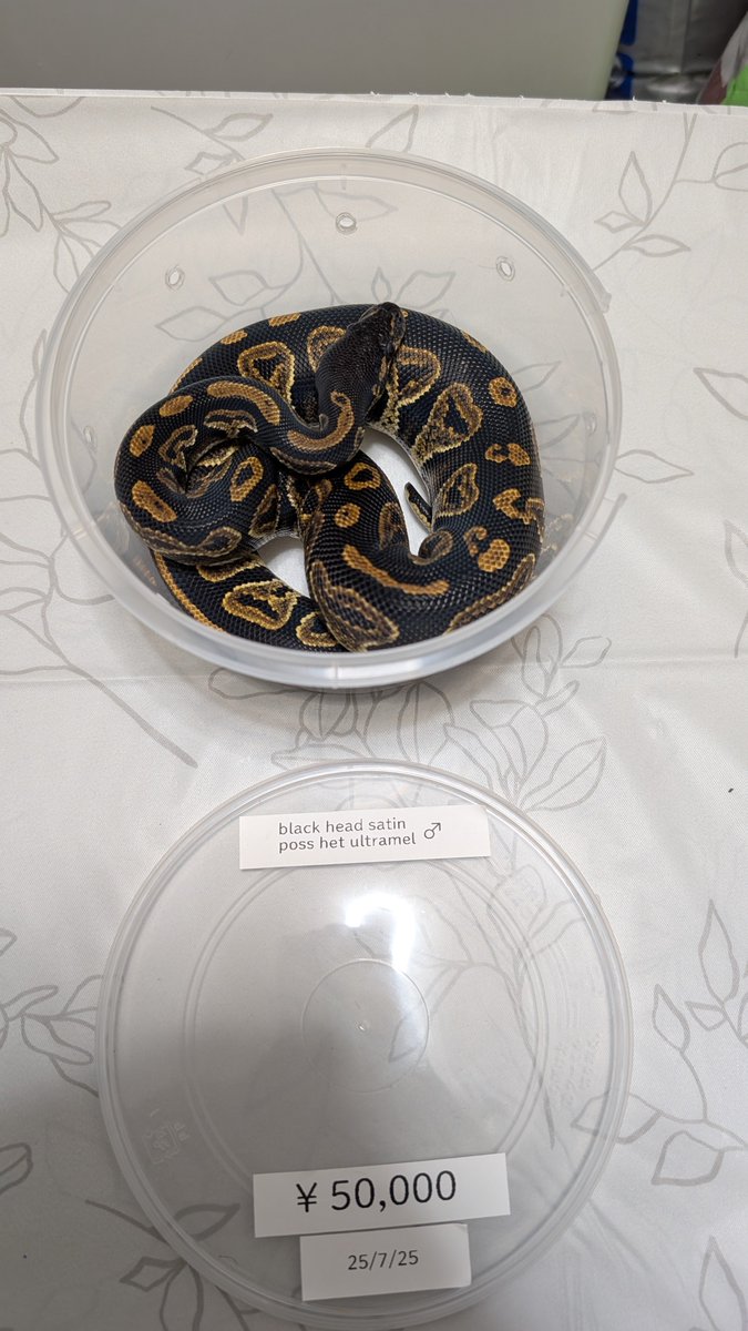 stellarium0721's tweet image. blackhead satin poss het ultramel
1.1