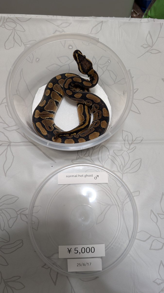 stellarium0721's tweet image. normal het ghost 2.0