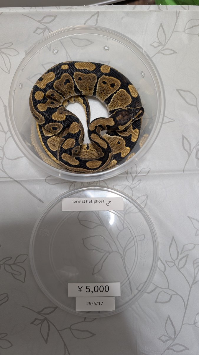 stellarium0721's tweet image. normal het ghost 2.0