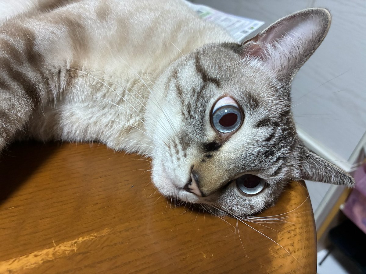 ★ゆきそら様★ Z/X -Zillions of enemy X- NF DramaCD ⑨ 「13姉妹 雪月花」 | CD