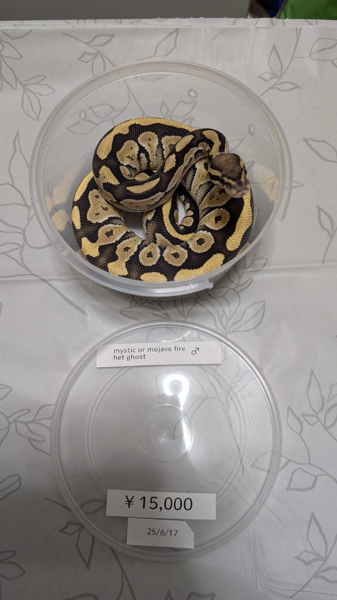 stellarium0721's tweet image. fire het ghost 0.1
mystic or mojave fire he ghost 1.0
mysticpotion poss
 fire het ghost 0.1