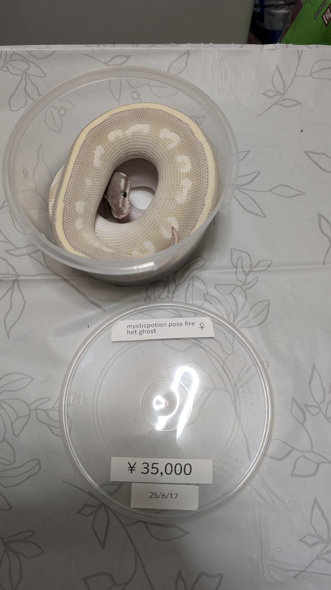 stellarium0721's tweet image. fire het ghost 0.1
mystic or mojave fire he ghost 1.0
mysticpotion poss
 fire het ghost 0.1