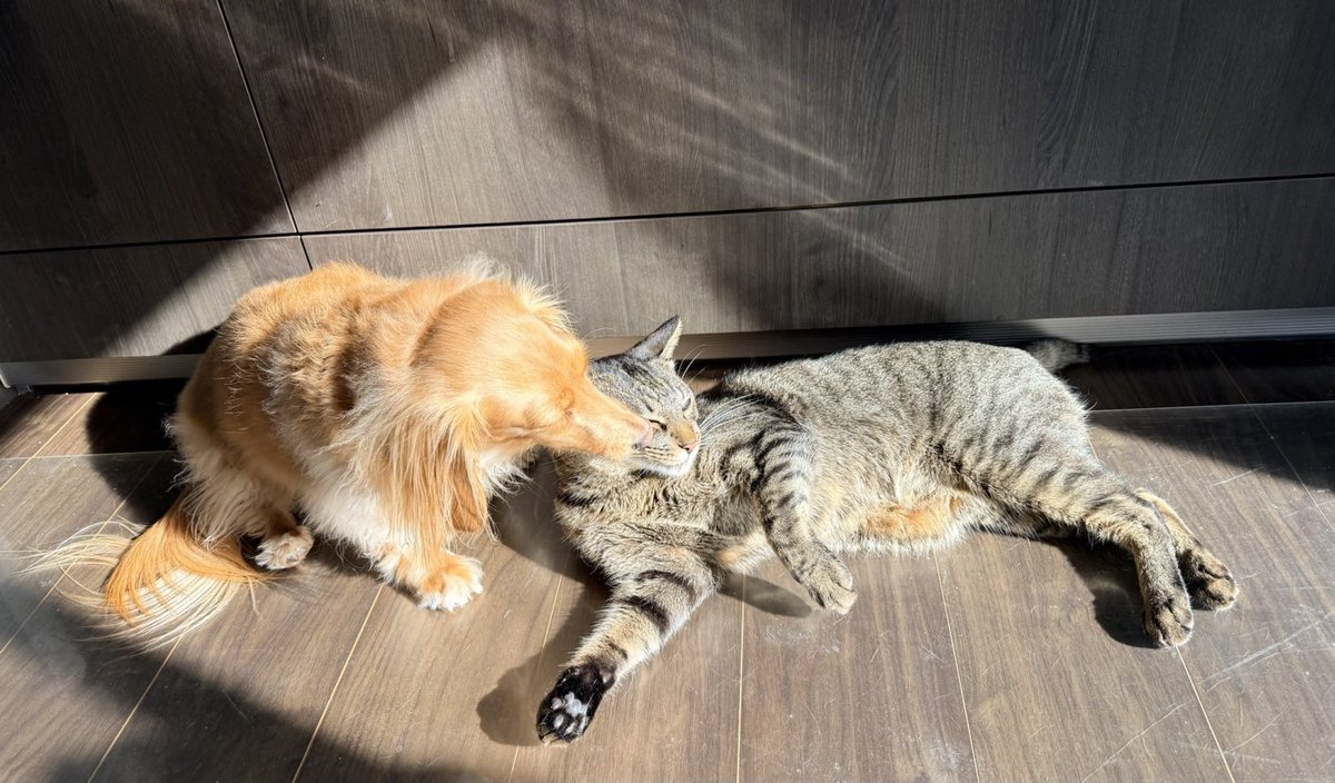 ちとせ (@inunonekochan) / Posts / X