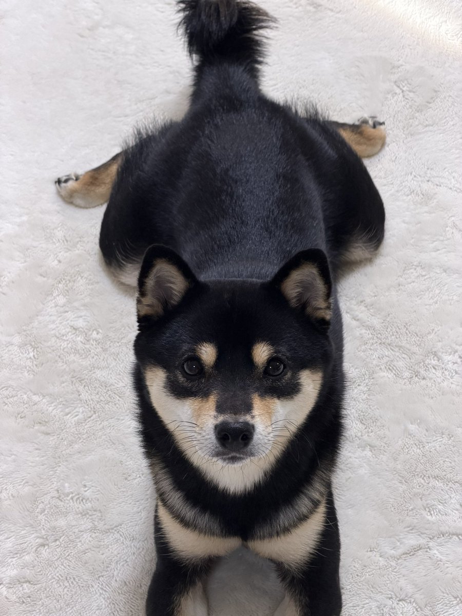 黒豆柴のサスケ (@kuromamesasuke) / Posts / X